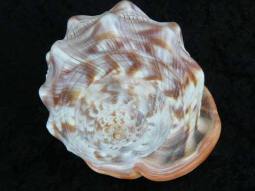 LARGE RED CASSIS RUFA BULLMOUTH HELMET SEA SHELL