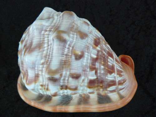 LARGE RED CASSIS RUFA BULLMOUTH HELMET SEA SHELL