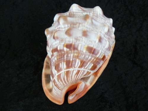 LARGE RED CASSIS RUFA BULLMOUTH HELMET SEA SHELL