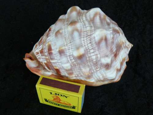 LARGE RED CASSIS RUFA BULLMOUTH HELMET SEA SHELL