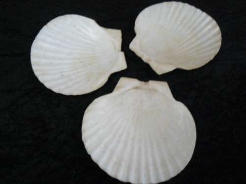 SHELL SERVING DISHES  X 3