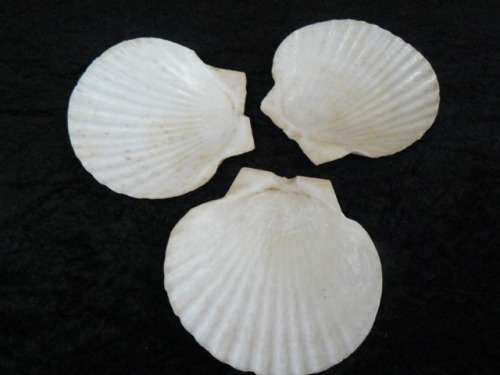 SHELL SERVING DISHES  X 3