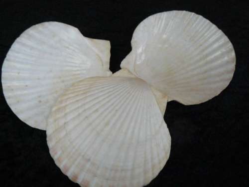 SHELL SERVING DISHES  X 3