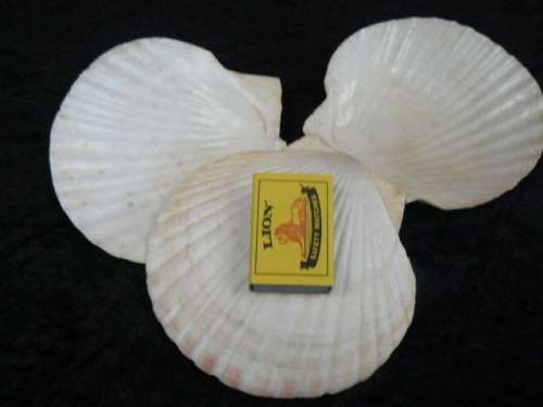 SHELL SERVING DISHES  X 3