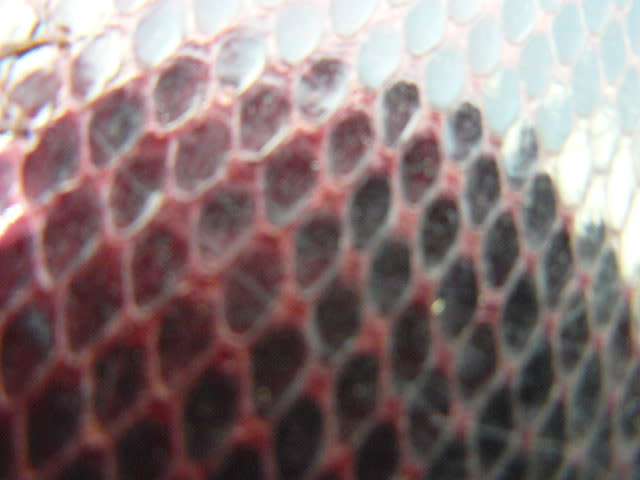 GENUINE SNAKESKIN BAG BURGENDY
