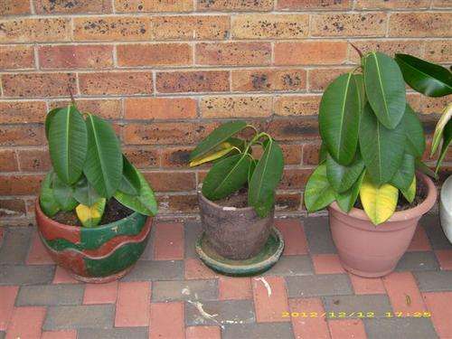 Ficus Elastica (Rubber Plants)