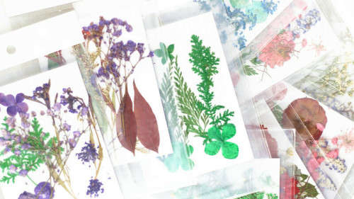 Dry Flower In packet NO 11