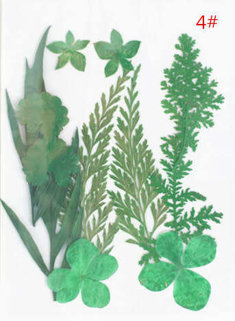 Dry Flower In packet message number of bag