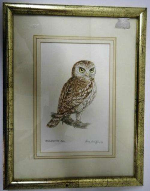 Framed Original Colour Sketch of Pearlspotted Owl by Alan Montgomery