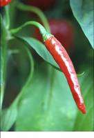Naga Jolokia Chilli seeds - The World's Hottest!!