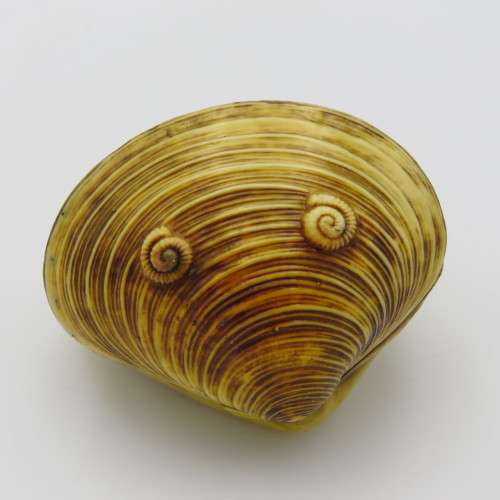 Japanese shell art tourist replica