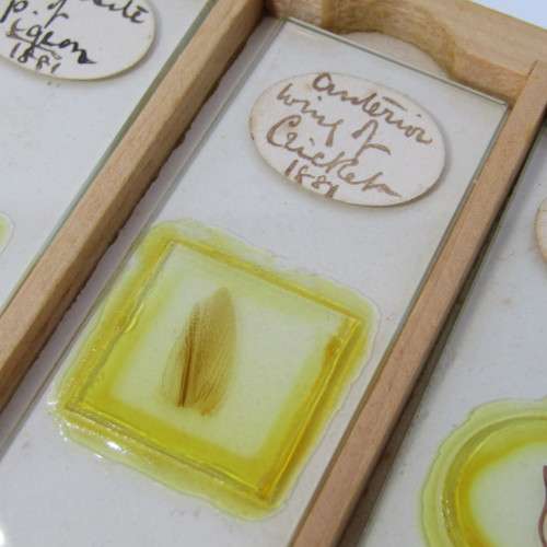 Lot of more 80 microscope slides - most made in the period 1867 - 1880 - in presentation box