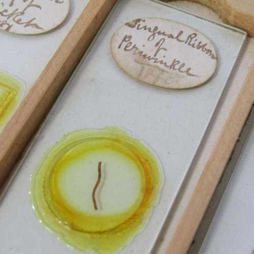 Lot of more 80 microscope slides - most made in the period 1867 - 1880 - in presentation box
