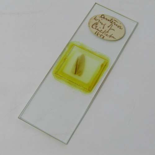 Lot of more 80 microscope slides - most made in the period 1867 - 1880 - in presentation box