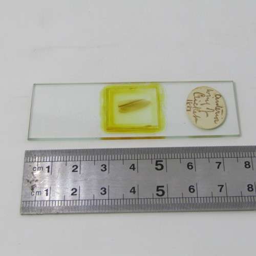 Lot of more 80 microscope slides - most made in the period 1867 - 1880 - in presentation box