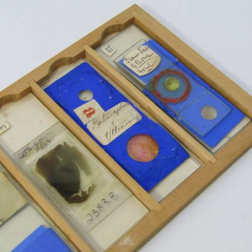 Lot of more 80 microscope slides - most made in the period 1867 - 1880 - in presentation box