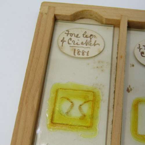 Lot of more 80 microscope slides - most made in the period 1867 - 1880 - in presentation box