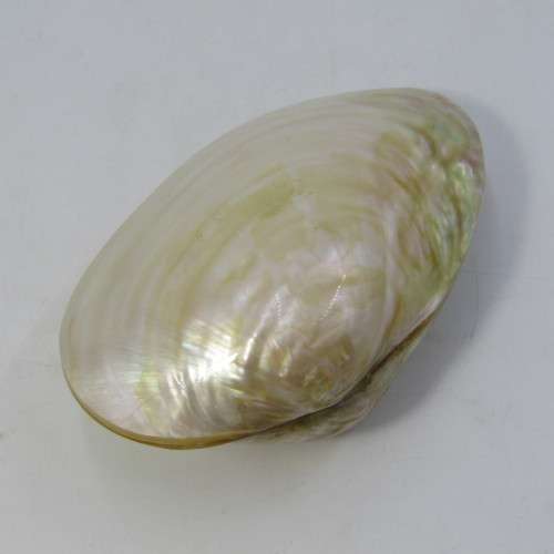 Large polished clam shell