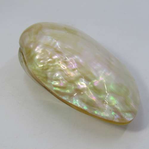 Large polished clam shell