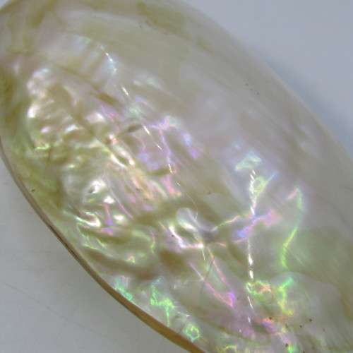 Large polished clam shell