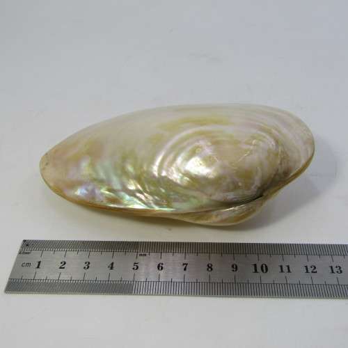 Large polished clam shell