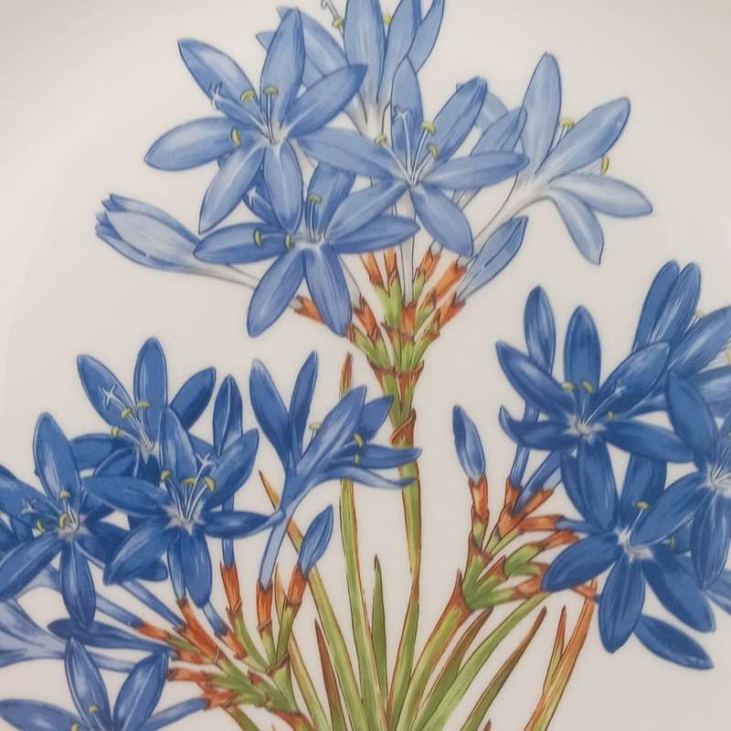Beautiful Dowson and Dobson flower porcelain plate
