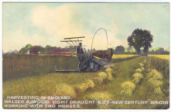 Post Card - Harvesting in England