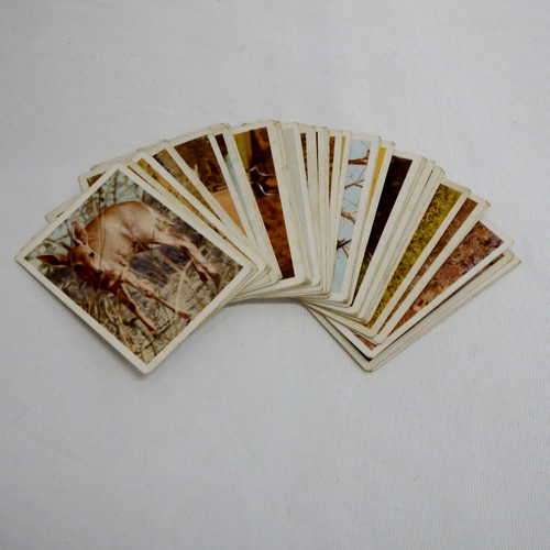 Lot of 47 "Our South African National Parks" animal cigarette cards - @ CRAZY R1 start
