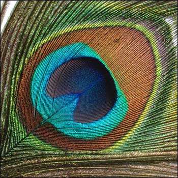 Peacock feathers
