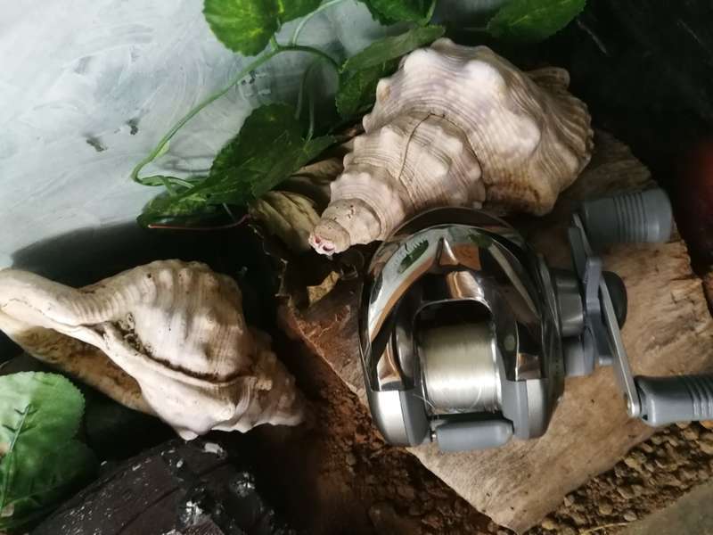 Shimano cso-100 baitcasting fishing reel