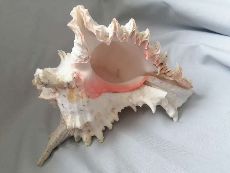 NATURAL SEA SHELL