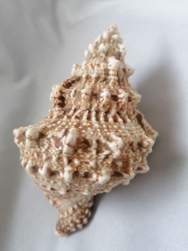 NATURAL SEA SHELL