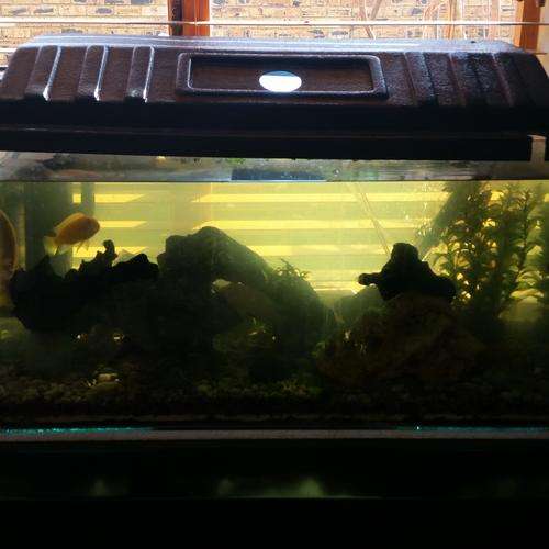 Fish tank complete