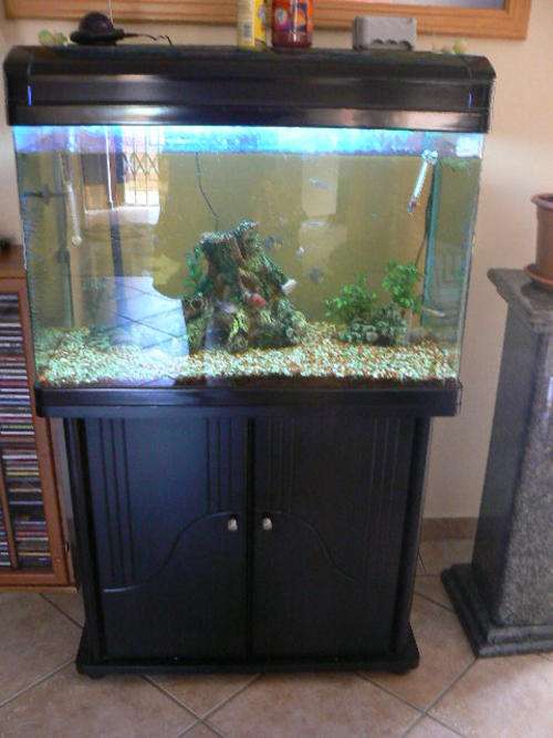 3 ft fish tank