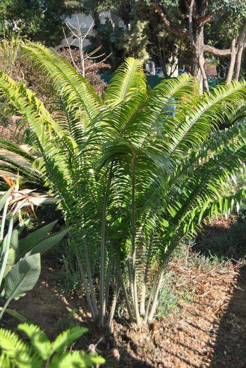 Encephalartos Villosis