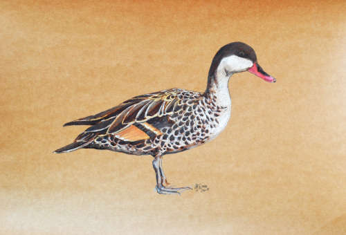 Georgina G Winch - Original wildlife Pastels Size 550mm x 400mm