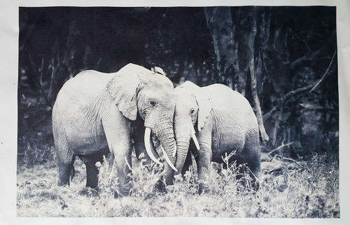 Large photograph printed on canvas of elephants in black and white