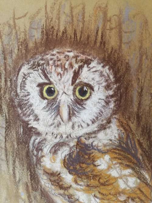 A quaint chalk pastel drawing of an owl | Caryl Howartt