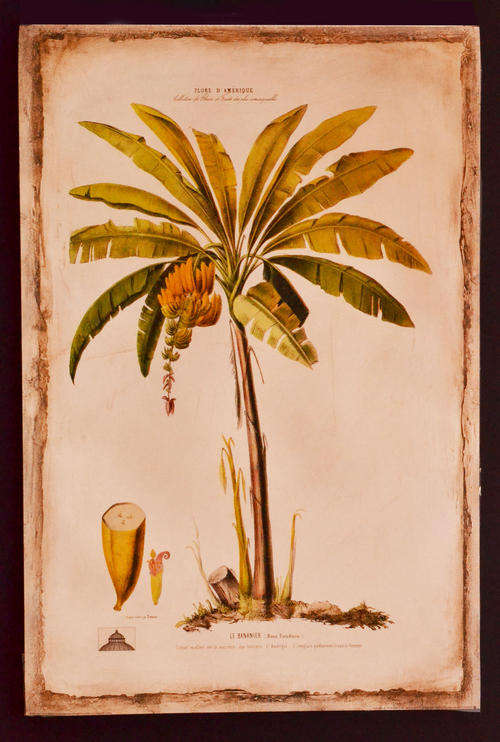Lovely Botanical print of a Banana tree - LE BANANIER (Musa Paradisica)