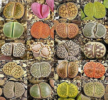 Lithops mixed - 100 seeds