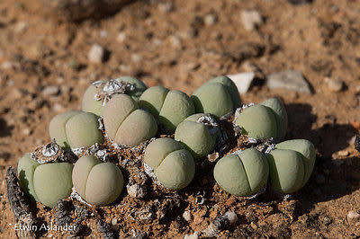 Gibbaeum heathii - 100 seeds