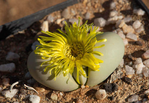 Argyroderma delaetii - yellow flowers - 100 seeds