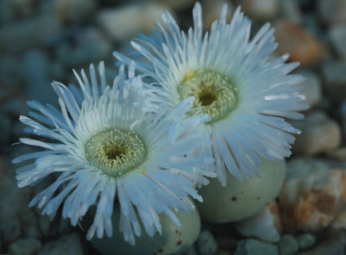 Argyroderma pearsonii - white flowers - 100 seeds