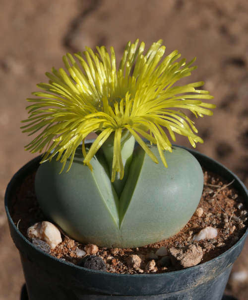 Argyroderma pearsonii - yellow flowers - 100 seeds