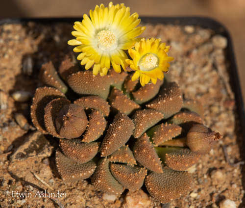 Aloinopsis luckhoffii - e/kamas - 100 seeds