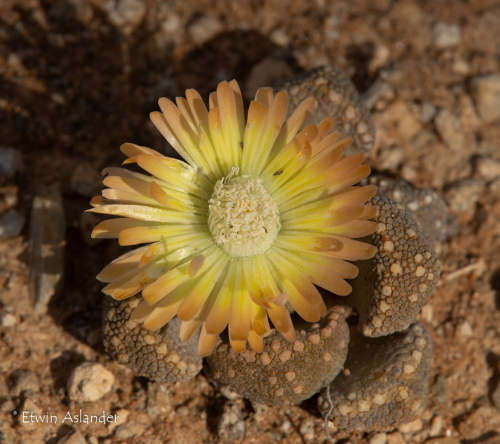 Aloinopsis luckhoffii - EA282 - 100 seeds
