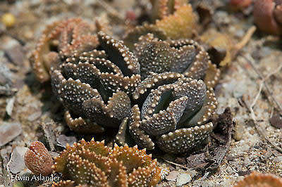 Aloinopsis malherbei - Loeriesfontein - 100 seeds