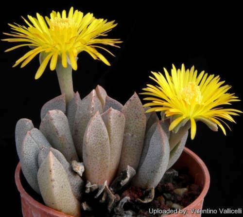 Aloinopsis orpenii - 100 seeds