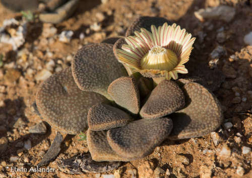 Aloinopsis rosulata - Miller siding - 100 seeds