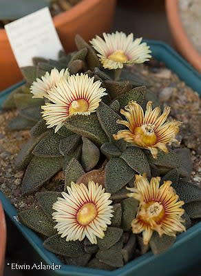 Aloinopsis rubrolineata - 100 seeds